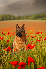 dog on the meadow poppies 