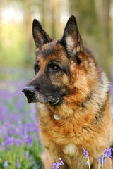 german shepherd dog
