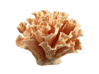 Elegant peach coral specimen isolated on black background, Isolated On Transparent Background
