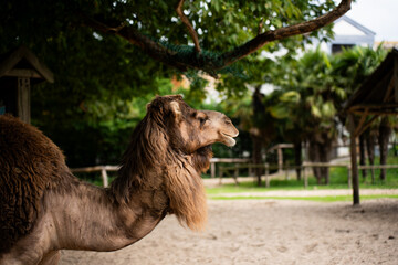 camel standing on the sand