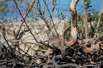 the squirrel on the dead tree on the beach