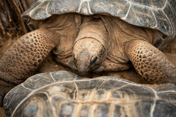 turtles lying on the sand