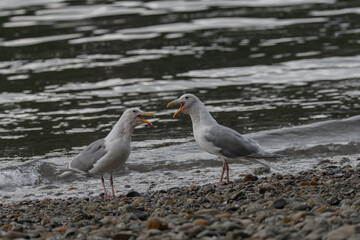 Two seagulls with their beaks open stand on a rocky shore, appearing to squawk at each other. The water behind them is a mix of ripples and small waves.