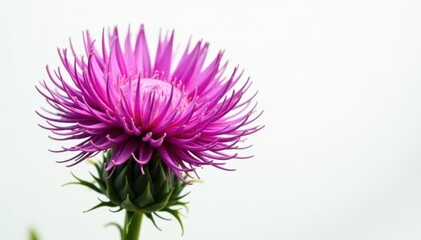 Obraz premium Close-up of a vibrant thistle flower, isolated on white , macro, botany