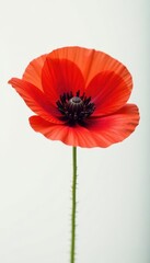 Fototapeta premium A vibrant, single red poppy flower, petals fully open, against a pure white background , bright, stock photo