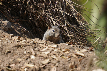 squirrel in the forest