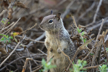 squirrel in the woods