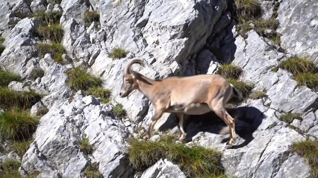 Ibex Climbing Steep Rocky Mountain Slope