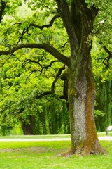 Beautiful tall tree with green leaves in the park
