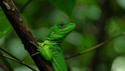 Obraz premium Close-up of a vibrant green lizard