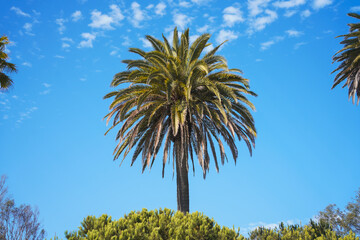 palm tree against blue sky