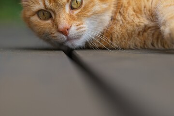 Fototapete bei efototapeten.de bestellen   