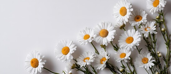 Fresh daisies isolated on white background, minimalist design with copy space for text or graphics