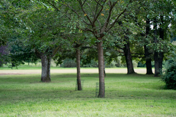 Fototapeta premium Green park trees with lush grass and open space in Riga, offering a tranquil natural landscape, urban greenery, and a peaceful environment for relaxation and recreation