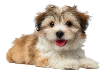 Isolated PNG: Fluffy Puppy with Tongue Sticking Out
