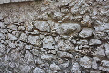 bark of a tree