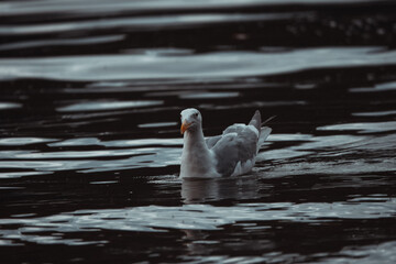 A seagull floats peacefully on a body of dark, rippling water, with its reflection visible below. The bird's beak is a vibrant orange