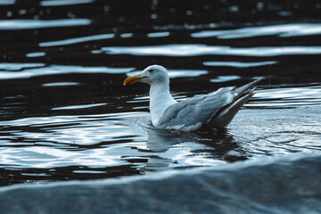 A seagull floats peacefully on a body of dark, rippling water, with its reflection visible below. The bird's beak is a vibrant orange