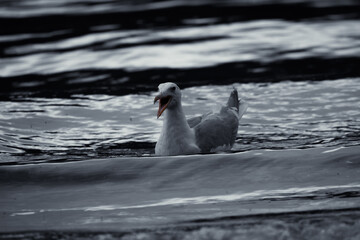 A seagull floats peacefully on a body of dark, rippling water, with its reflection visible below. The bird's beak is a vibrant orange