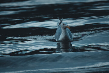 A seagull floats peacefully on a body of dark, rippling water, with its reflection visible below. The bird's beak is a vibrant orange