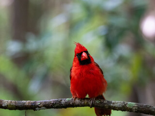red cardinal in the tree