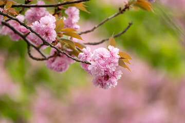 Sacura Blossom Flowers