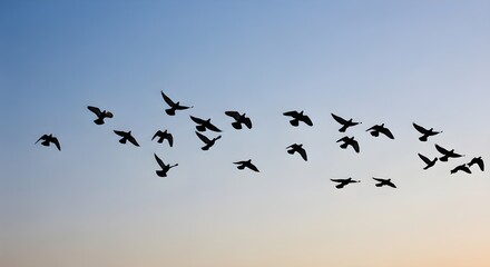 Graceful flock of birds flying in silhouette against a clear blue sky at sunset
