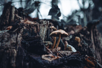 Pilze