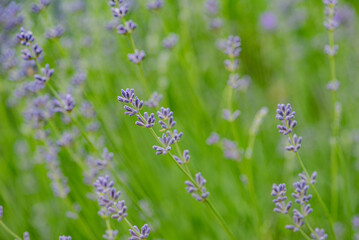 Rose flowers thin focus part on blurred background.