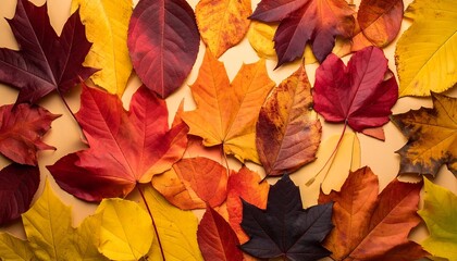 Fototapeta premium Autumn leaves on a light background