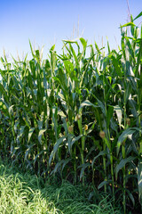 Obraz premium Green Cornfield with Silk on the Ear of Corn Beginning to Ripen – Close-up of Green Stalk and Turning Silk - Blue Sky Vertical