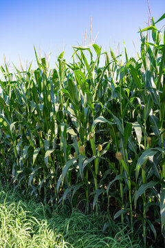 Green Cornfield with Silk on the Ear of Corn Beginning to Ripen &ndash; Close-up of Green Stalk and Turning Silk - Blue Sky Vertical