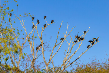 Uma árvore com galhos secos, cheios de urubus empoleirados com céu azul ao fundo.