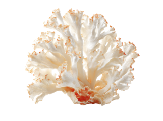 Elegant creamy white coral branch isolated on black background, Isolated On Transparent Background