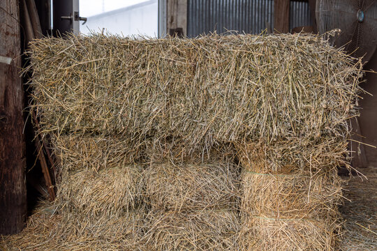 Stacked rectangular hay bales stored inside an agricultural farm barn shed storage building