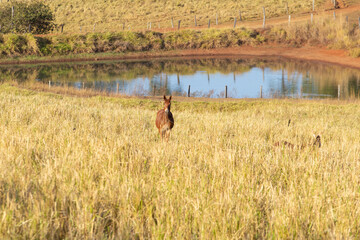 Um cavalo pastando no campo próximo a um lago. Paisagem do interior de Goias.