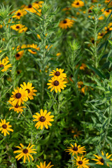 Yellow Black Eyed Susan Wildflowers in Minnesota Prairie Meadows with Green Leaves