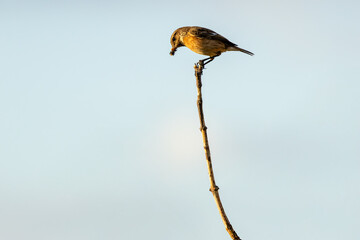 Female European Stonechat (Saxicola rubicola), common in coastal scrub and heathland across Europe