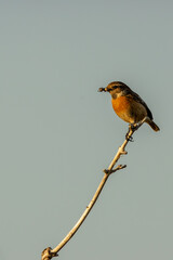 Female European Stonechat (Saxicola rubicola), common in coastal scrub and heathland across Europe