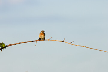 Female European Stonechat (Saxicola rubicola), common in coastal scrub and heathland across Europe