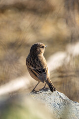 Female European Stonechat (Saxicola rubicola), common in coastal scrub and heathland across Europe