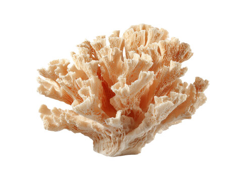 Elegant pale orange coral branch isolated on black background, Isolated On Transparent Background