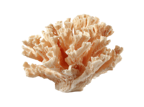 Elegant pale orange coral branch isolated on black background, Isolated On Transparent Background
