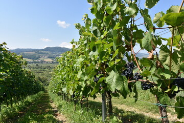 Winnica, winogrona, uprawa, gronowy, winorośli, owoc, wina, kiść, jedzenie, zieleń, dojrzałe, winorośl, winiarnia, rolnictwo, jesienią, zbiory, winobranie, Tarnów, Polska, Europa