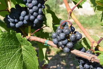 Winnica, winogrona, uprawa, gronowy, winorośli, owoc, wina, kiść, jedzenie, zieleń, dojrzałe, winorośl, winiarnia, rolnictwo, jesienią, zbiory, winobranie, Tarnów, Polska, Europa