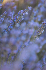 Fototapeta premium Delicate lavender blooms sway gently in the warm golden light of a serene summer evening in a lush garden