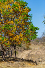 Fototapeta premium Uma paisagem com uma estrada de terra e uma árvore florida cheia de flores amarelas em um dia claro de céu azul.