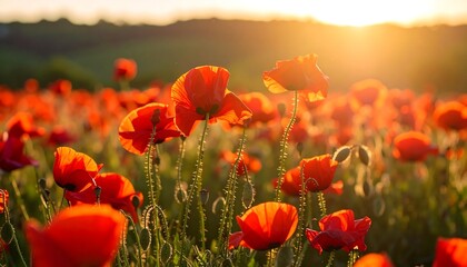 Fototapeta premium Lush poppy field at sunset