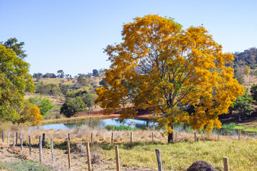 Obraz premium Uma linda árvore frondosa, cheia de flores amarelas, com um lago ao fundo em dia de céu claro e azul. Uma paisagem do interior de Goiás.