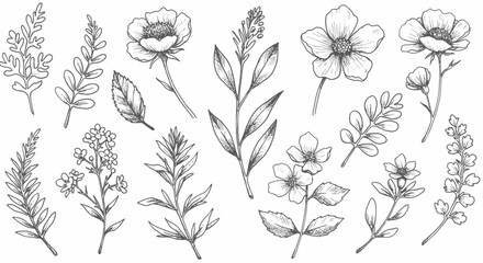 A Collection of Delicate Hand Drawn Botanical Illustrations Featuring Various Wild Flowers and Greenery for Artistic Design and Craft Projects